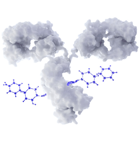 3D visualization of an antibody-drug conjugate